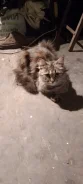 ��������� �����. ����