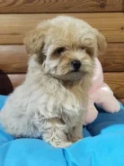 ��������. ����
