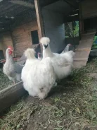 ����. ����