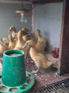 ����. ����