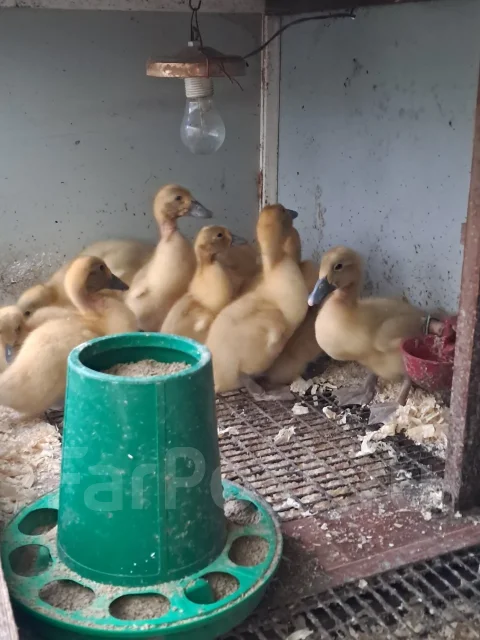 ����. ����