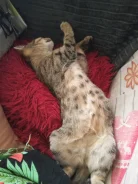 ����� ������� � ������ ����. ����
