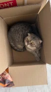 �����. ����