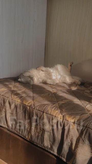 �����. ����