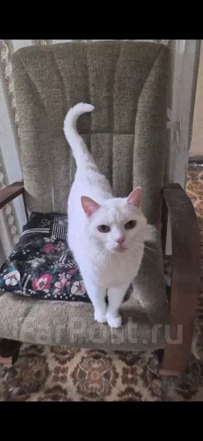�����. ����