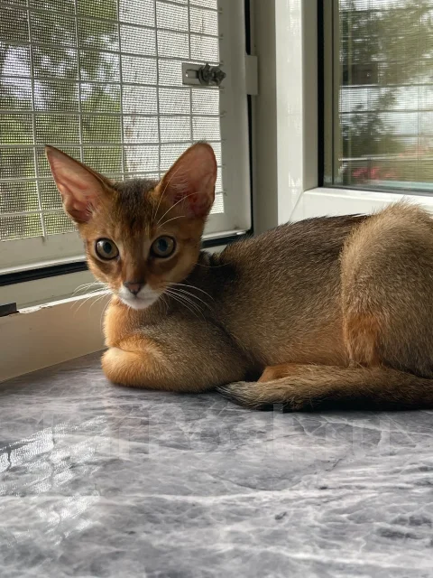�����. ����