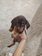 �����. ����