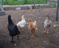����. ����