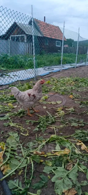 ����. ����