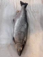 ����. ����