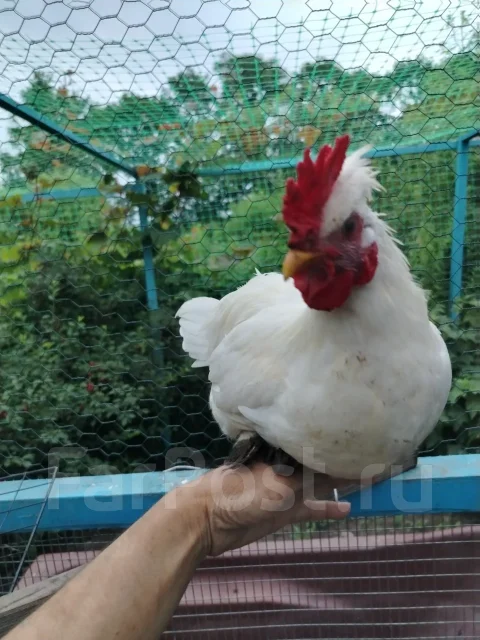 ����. ����
