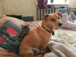 ������. ����