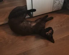 �����. ����