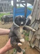 �����. ����