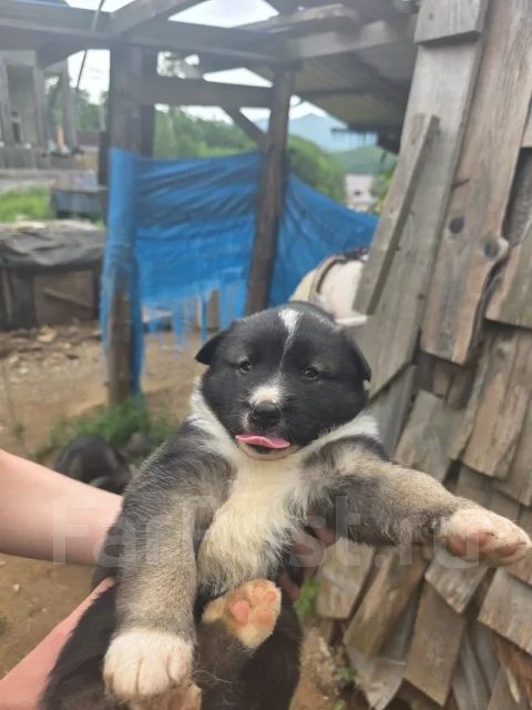 �����. ����