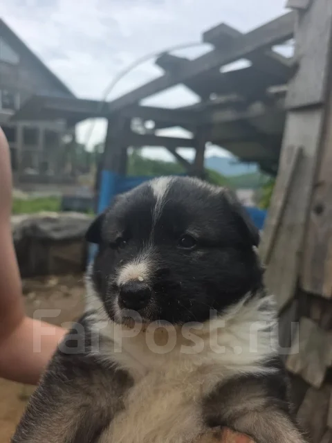 �����. ����