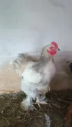 ����. ����