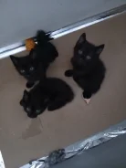 �����. ����