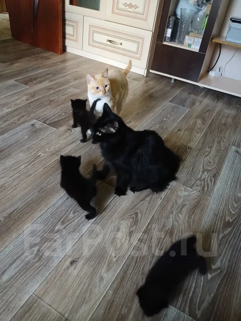 �����. ����