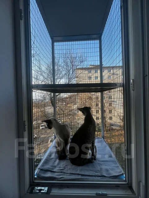 �������, �������� ����������. ����