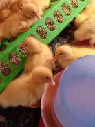 ����. ����