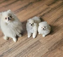 ����. ����