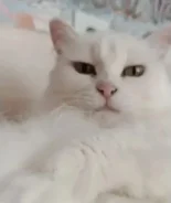 �����. ����