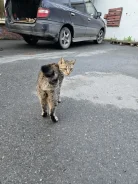 �����. ����