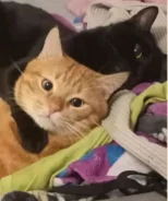 �����. ����
