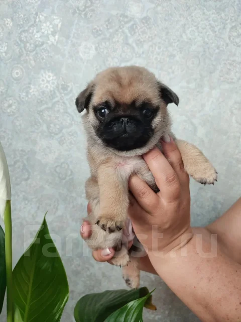 ����. ����