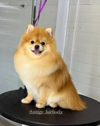 ����������� ����. ����
