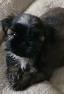 ��-���. ����