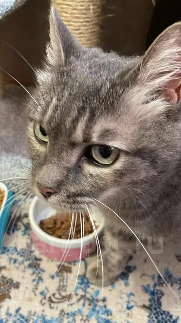 �����. ����