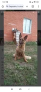 �������. ����
