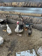 ����. ����