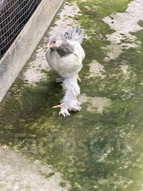 ����. ����