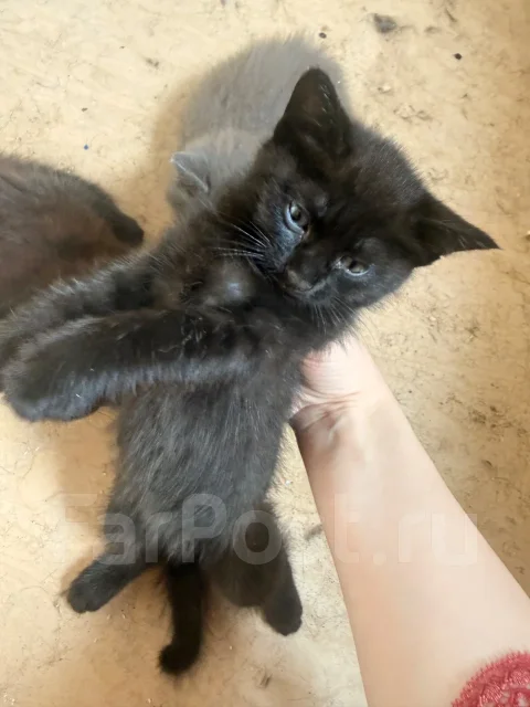 �����. ����