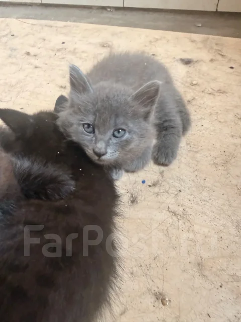�����. ����