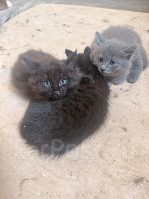 �����. ����