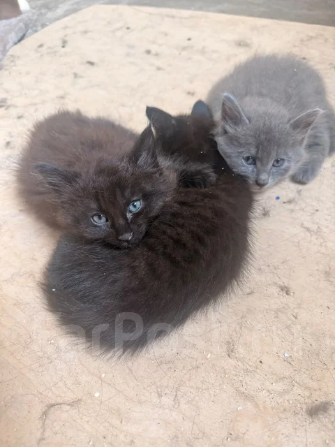 �����. ����