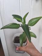 ��������. ����