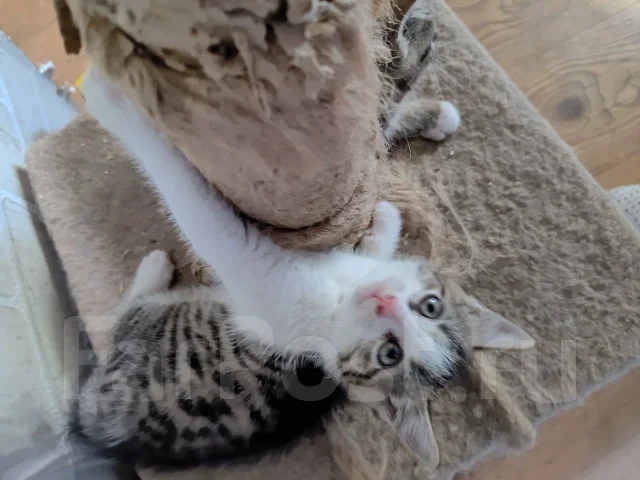 �����. ����
