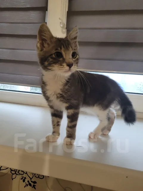 �����. ����