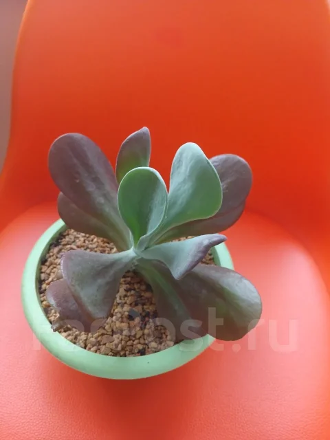 ��������. ����