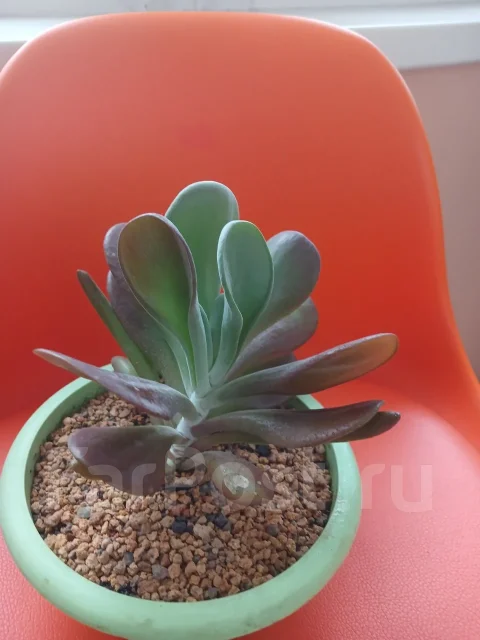 ��������. ����