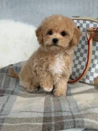 ��������. ����