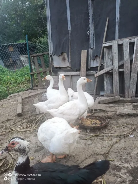 ����. ����