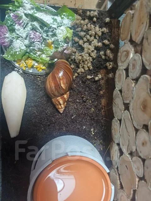 ������� ����������. ����