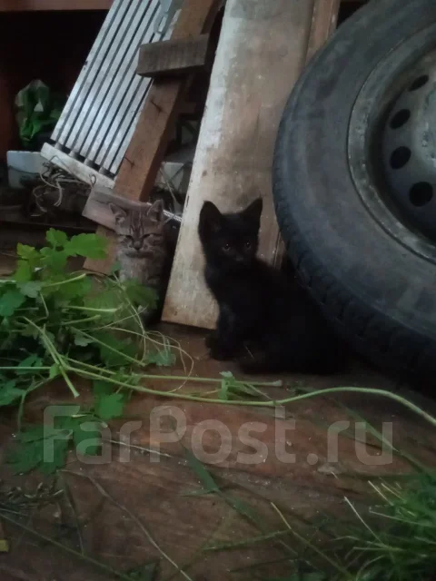 ������ ���� ��� ����