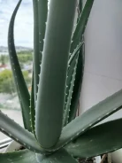 ����. ����